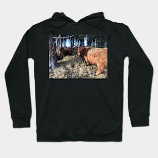 Scottish Highland Cattle Cows 1831 Hoodie